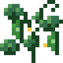 Cucumber plant, fully grown