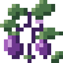 Eggplant plant, fully grown